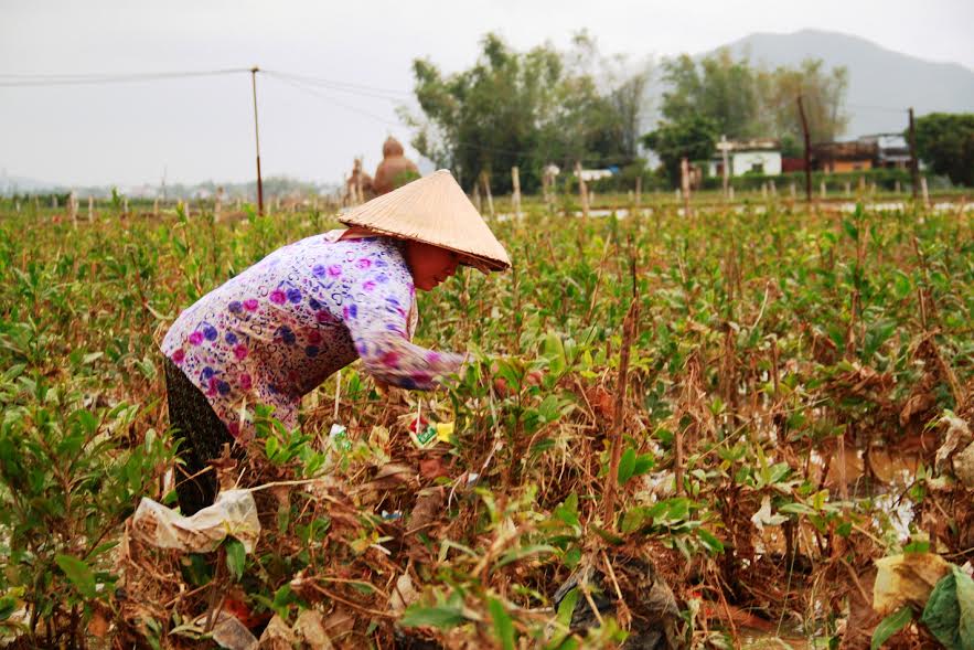 Bình[-]Định:[-]Mai[-]Tết[-]dính[-]đầy[-]bao[-]ni[-]lông[-]sau[-]lũ,[-]nông[-]dân[-]khóc[-]ròng